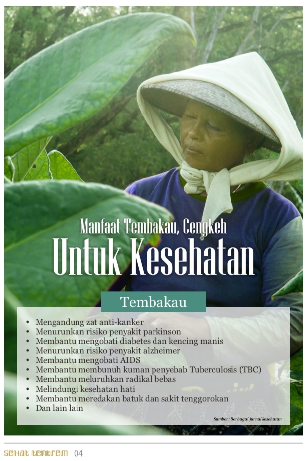 Petani memetik daun tembakau di kaki pegunungan Nusantara